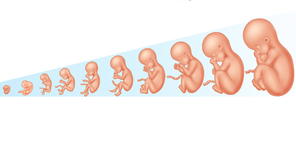 Explain The Psychology Of Prenatal Development Flashcards